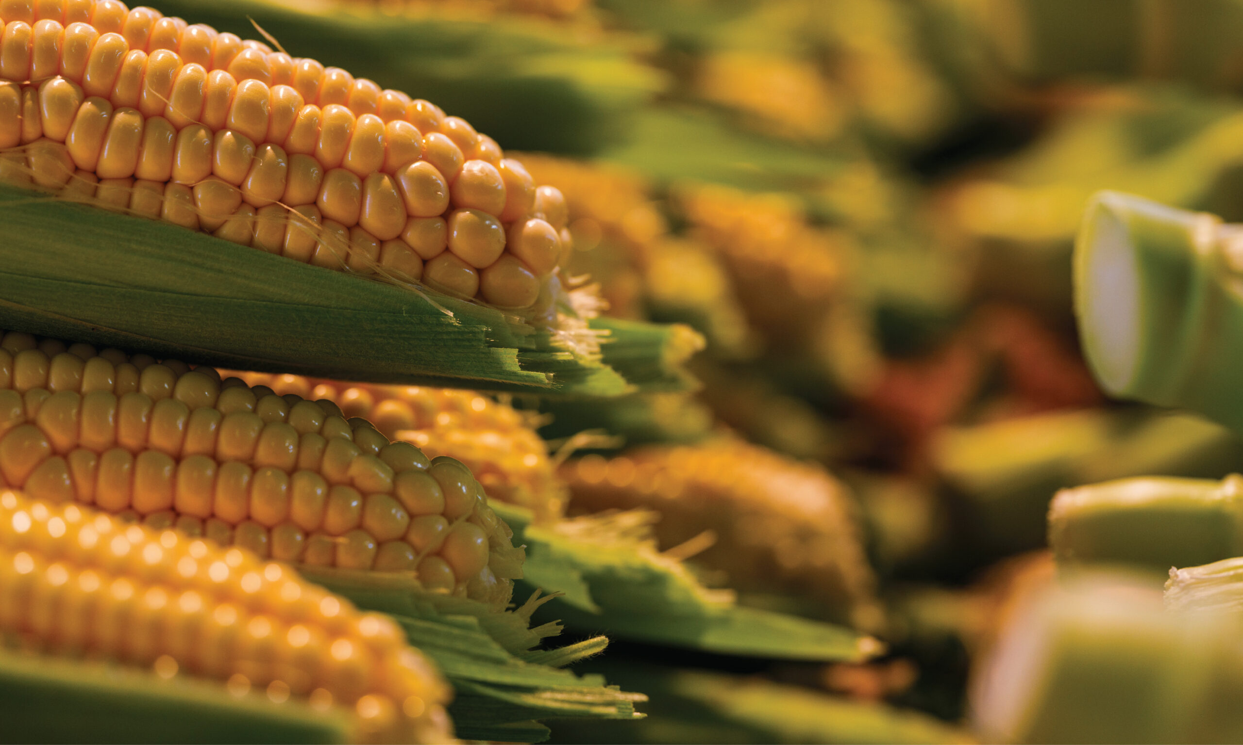 Lorem Ipsum is simply dummy